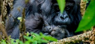 8 Days Uganda Rwanda Primates & Wildlife Safari