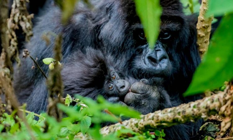 8 Days Uganda Rwanda Primates & Wildlife Safari