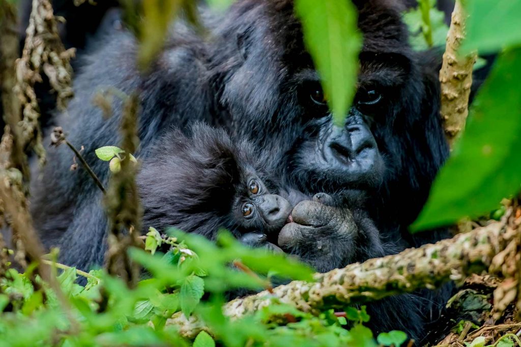 Age Limit For Tracking Mountain Gorillas