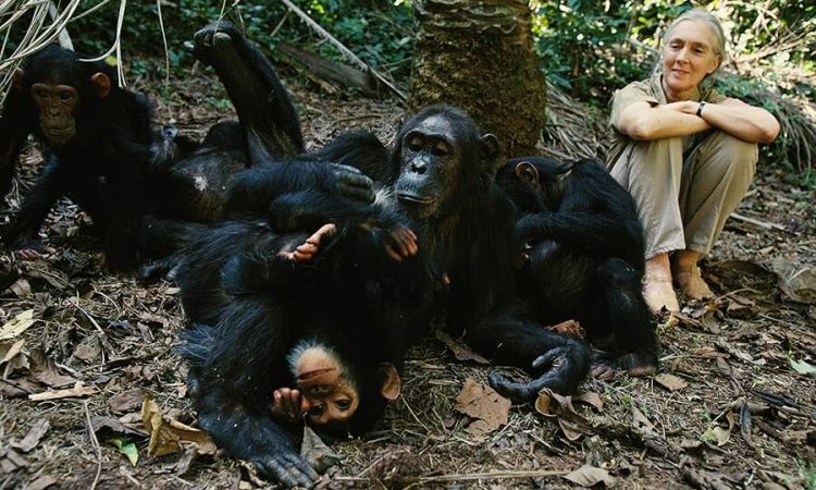 Chimpanzee Habituation in Uganda