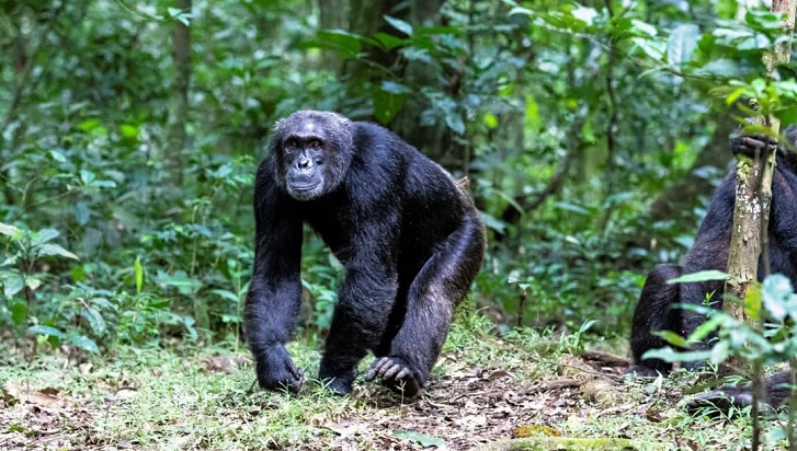 Chimpanzee Trekking in Rwanda Vs Uganda