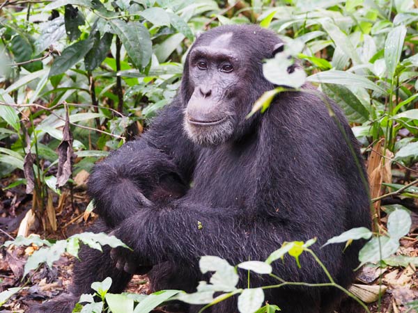 Chimpanzee Trekking in Rwanda Vs Uganda