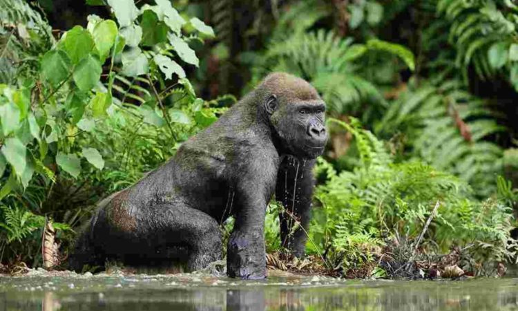 Eastern Lowland Gorilla Trekking in Congo