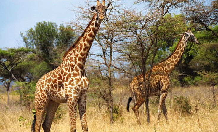 Giraffes in Akagera National Park