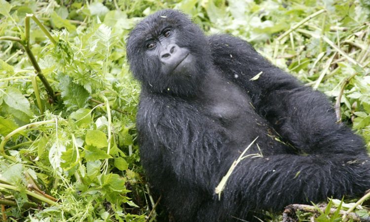 Safety of Gorilla Trekking in Rwanda