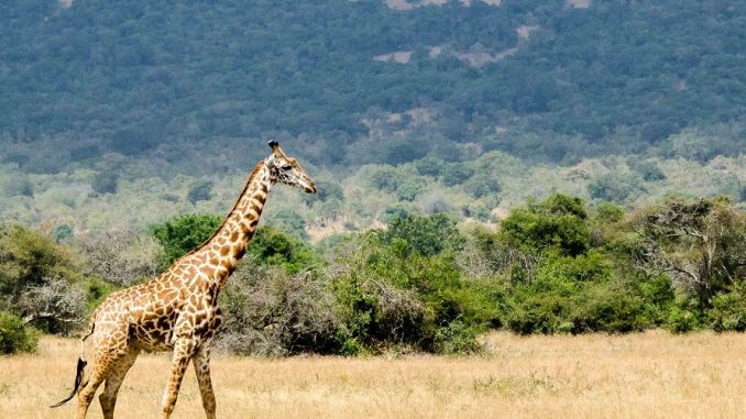 Giraffes in Akagera National Park