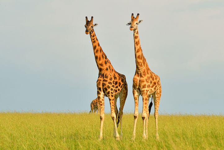 Giraffes in Akagera National Park