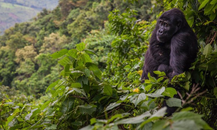 How to get Bwindi Impenetrable National Park