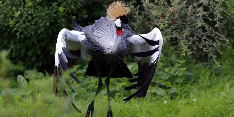 Activities in Kidepo Valley National Park