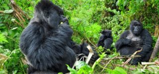 12 Days Best Rwanda Safari tour