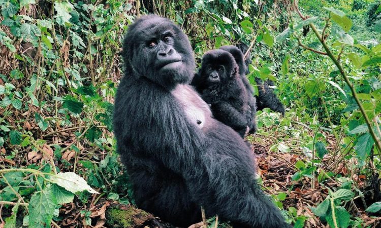 Gorilla trekking in Rwanda