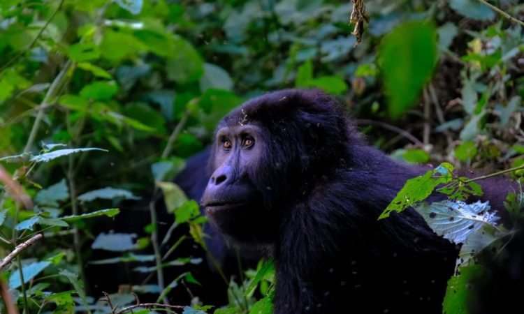 Activities in Mgahinga Gorilla National Park