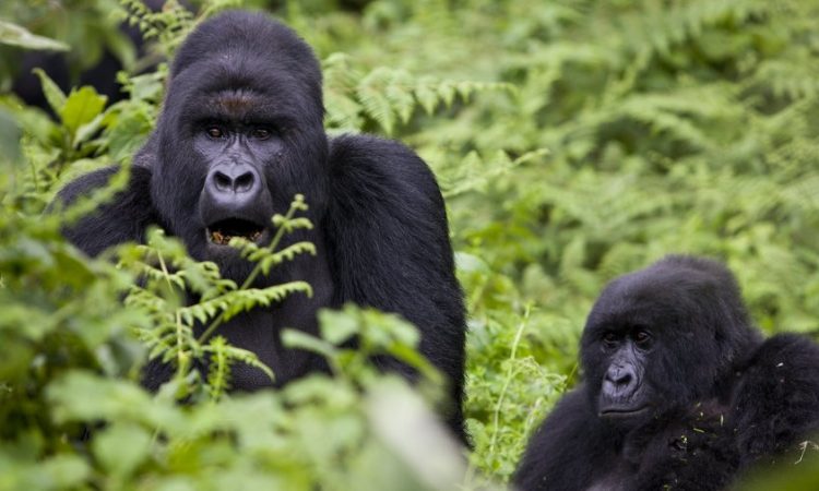 Interesting facts about the Mountain Gorillas