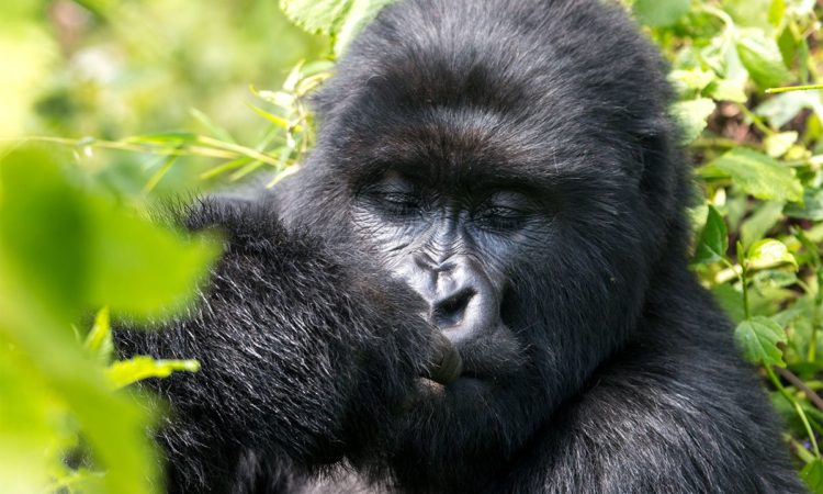 What you need to know on a Rwanda safari