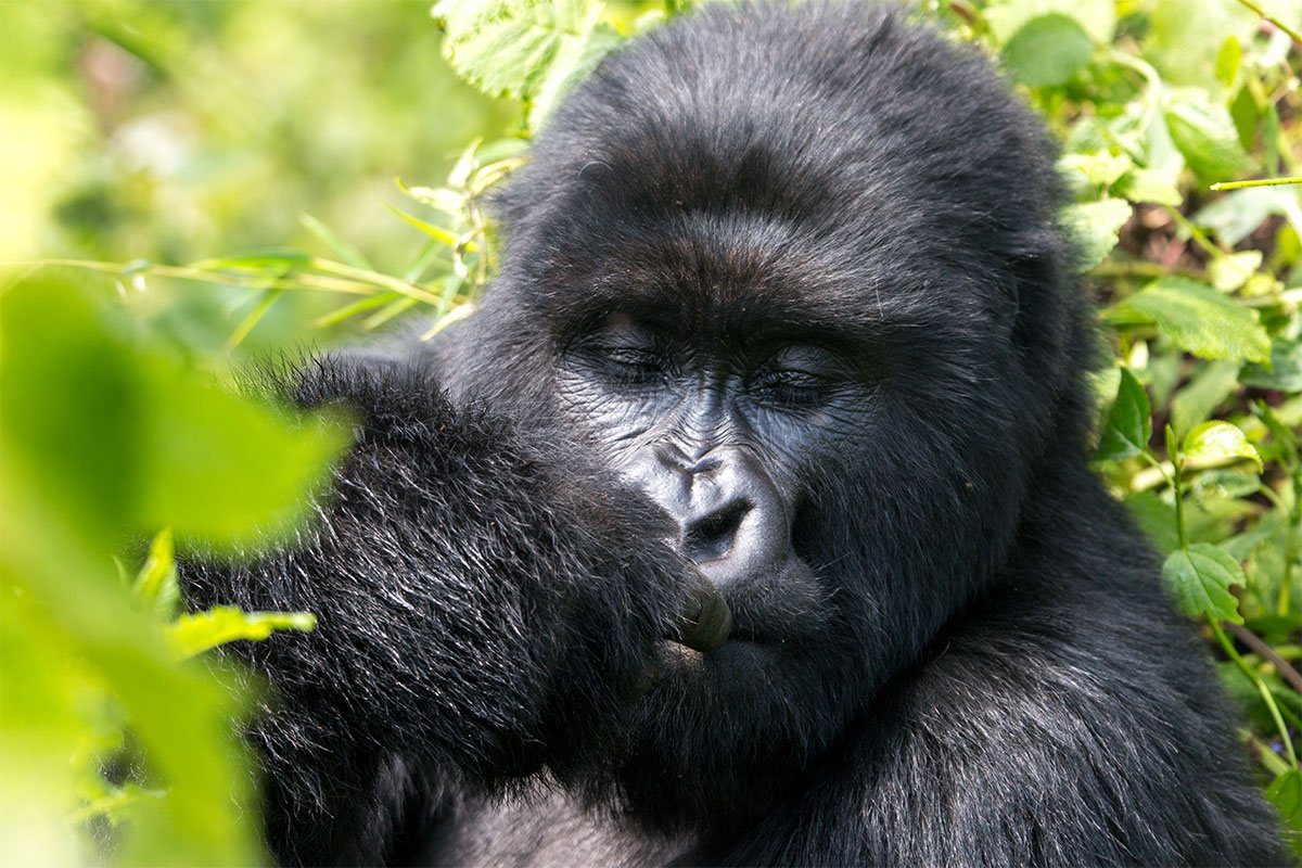 Gorilla trekking in Rwanda 2021
