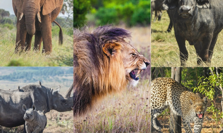 The Big 5 animals