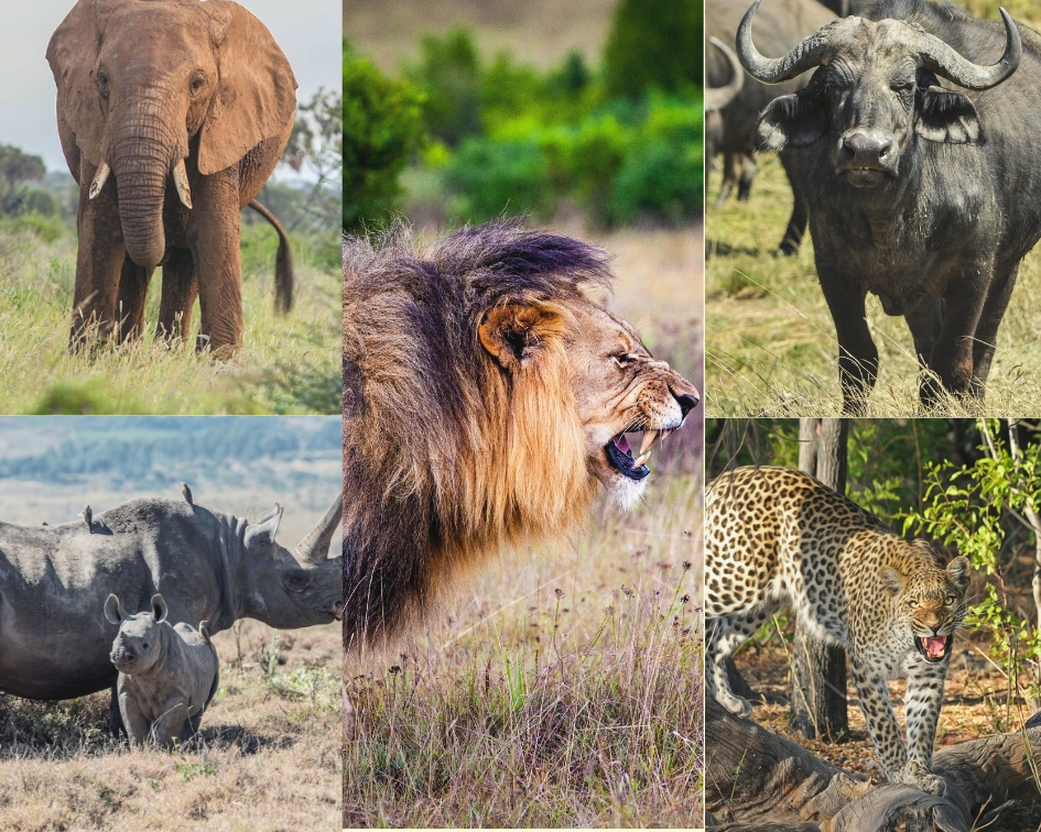 The Big 5 animals | Uganda Big Five Animals | Explore Uganda