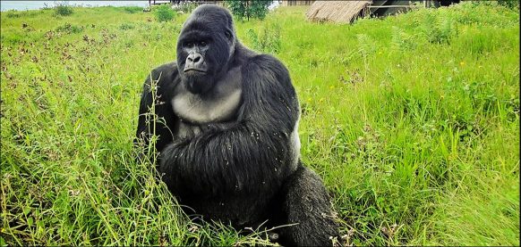 A safari in Virunga National Park Congo