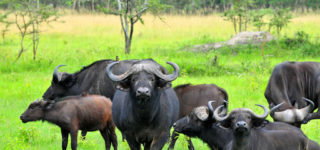 3 Days Bwindi and Lake Mburo Safari