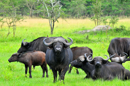 Lake Mburo national park Uganda