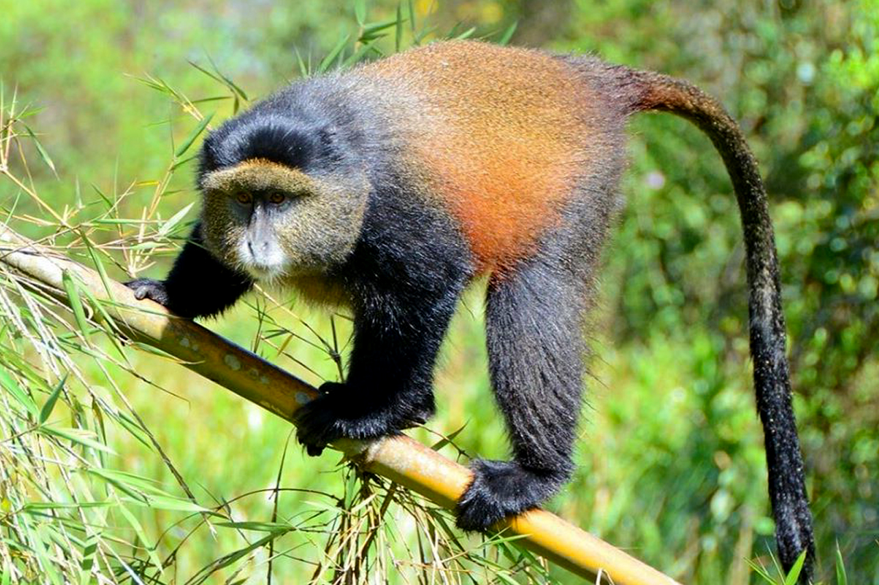 Best Time To Visit Volcanoes National Park Rwanda