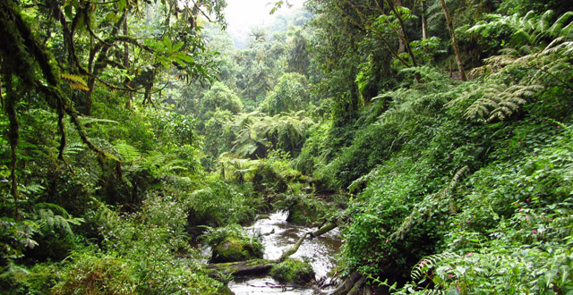 Where to stay in Nyungwe forest national park