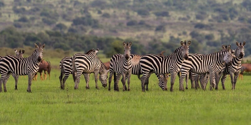 Visiting Akagera National Park