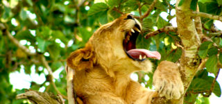 All About Tracking Lions in Uganda’s Queen Elizabeth National Park