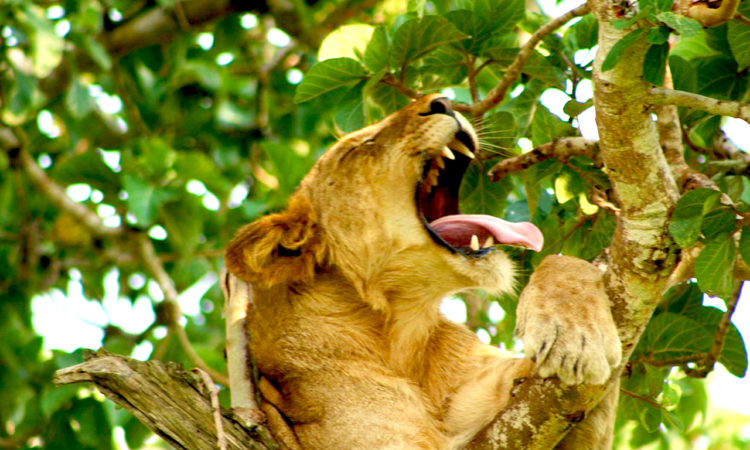 All About Tracking Lions in Uganda’s Queen Elizabeth National Park