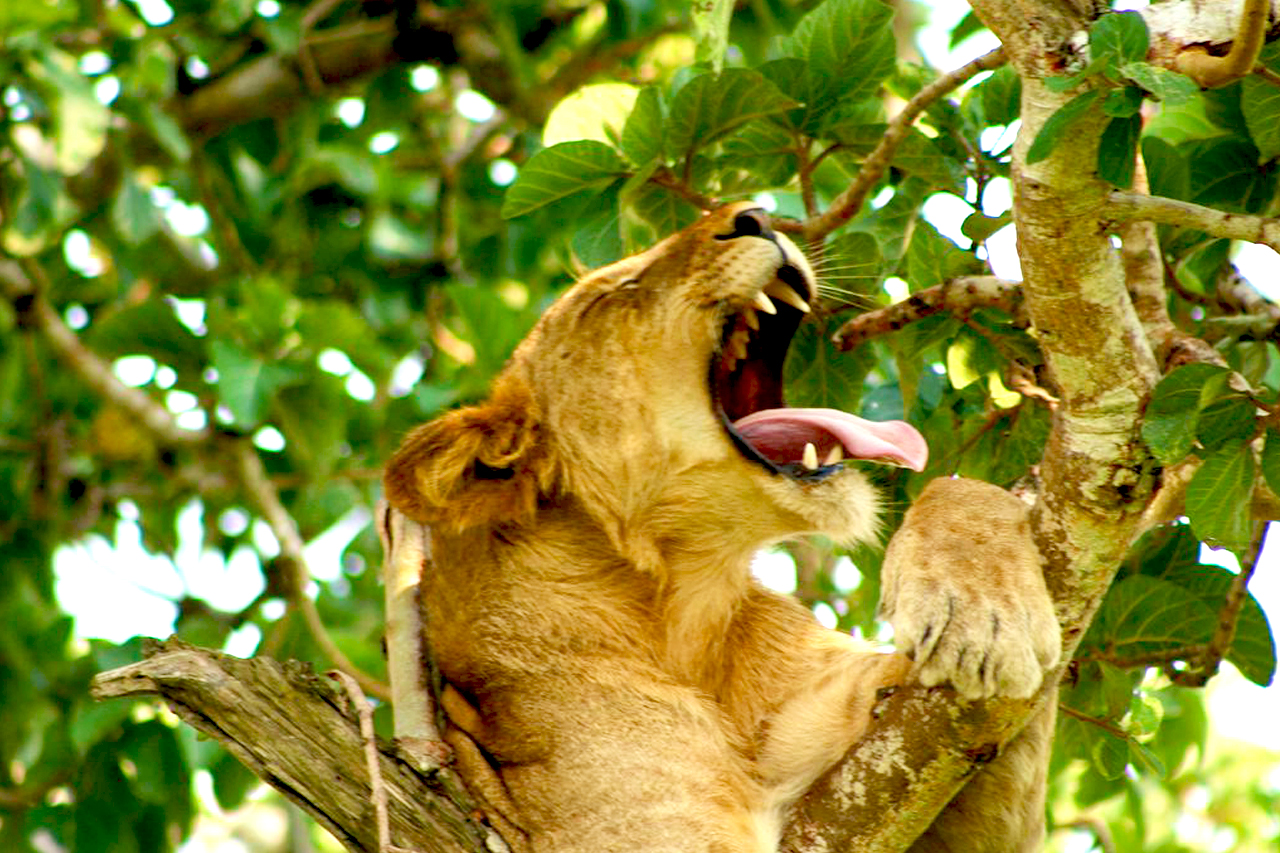 All About Tracking Lions in Uganda’s Queen Elizabeth National Park