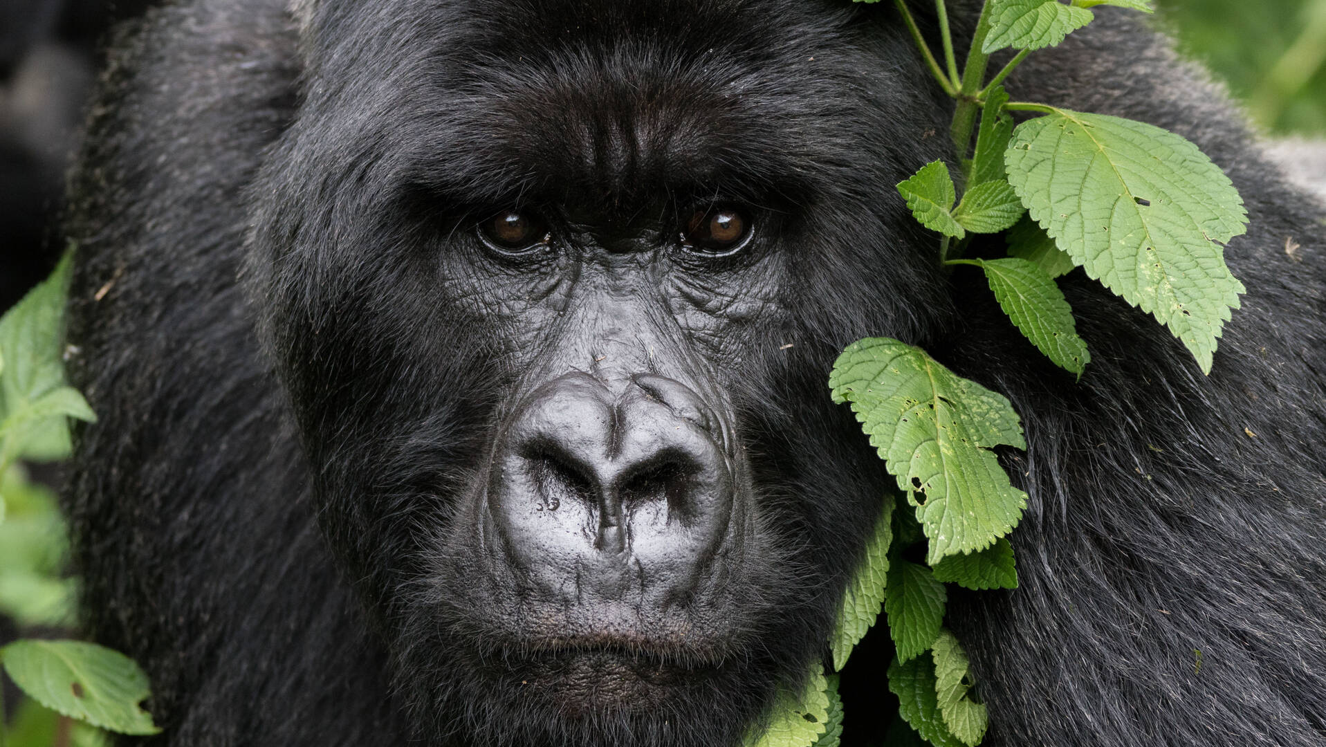 Gorilla Trekking Guide in Uganda 2021