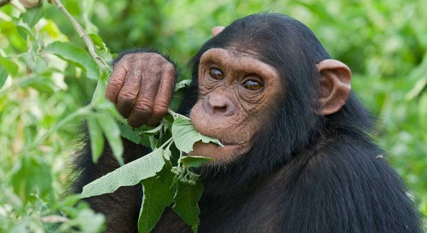 Chimpanzee trekking in Rwanda