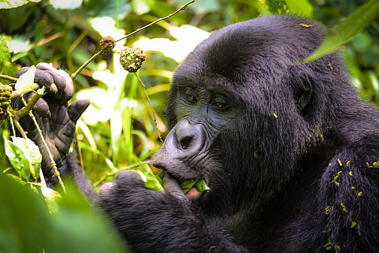 Gorilla Tracking in Uganda vs Rwanda