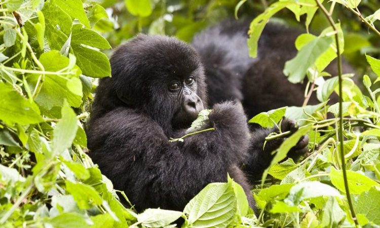 3 Day Congo gorilla trekking