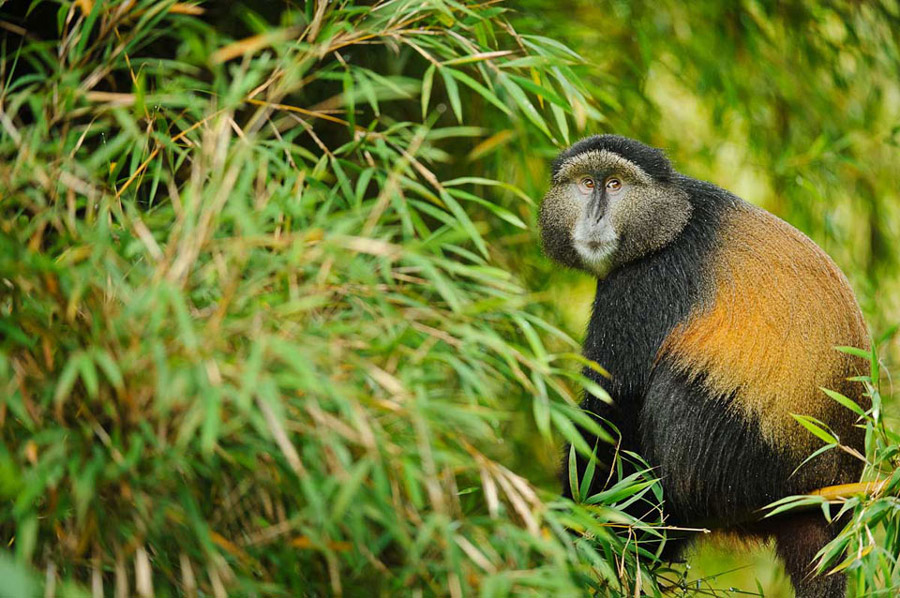 Golden monkey trekking in Rwanda