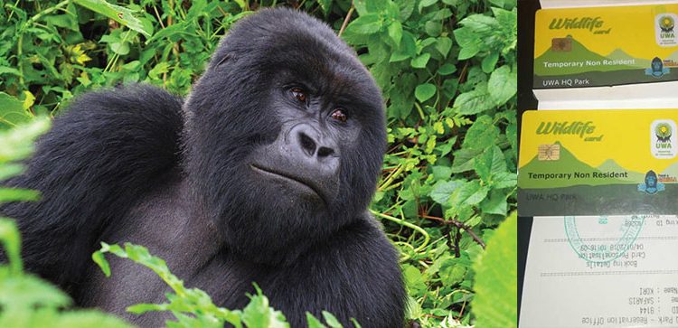 Is a mountain gorilla trekking permit the same as a chimpanzee trekking permit?
