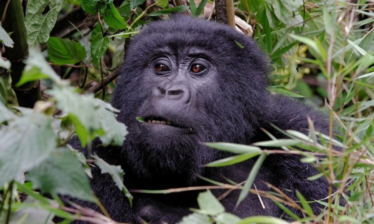 A Guide To Gorilla Tracking in Rwanda