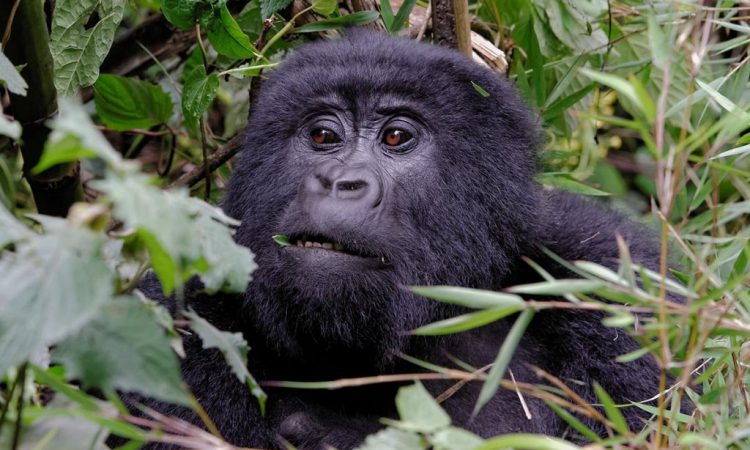 Mountain Gorillas of Volcanoes National Park