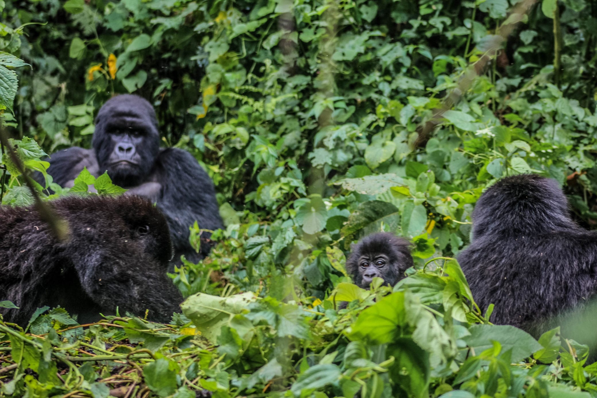 Post Covid-19 travel in the Virunga national park