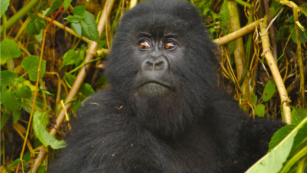 Interesting facts about the Mountain Gorillas