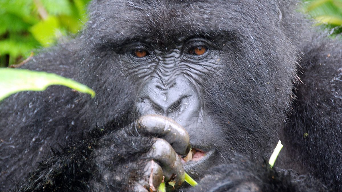 Planning A Gorilla Safari Your Self