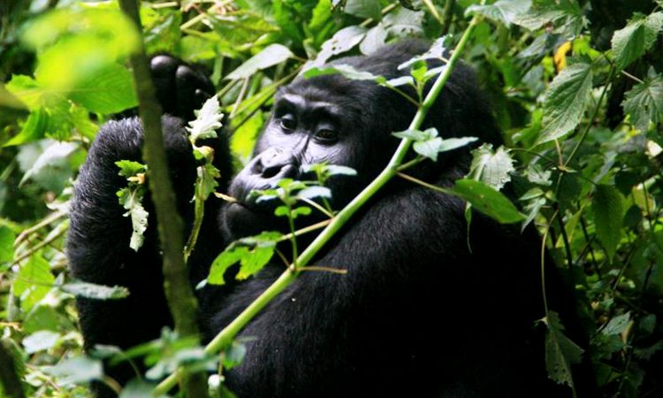 Facts About Mountain Gorillas