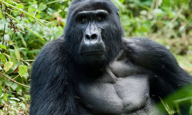 Gorilla Trekking Uganda From Kigali