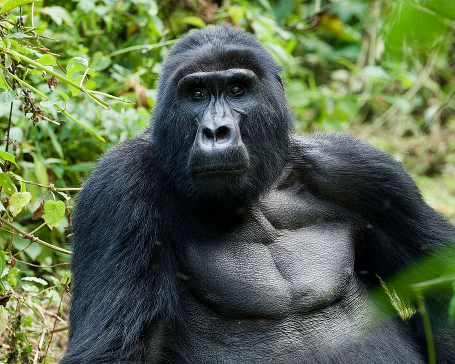 8 Days Uganda Rwanda Primates & Wildlife Safari