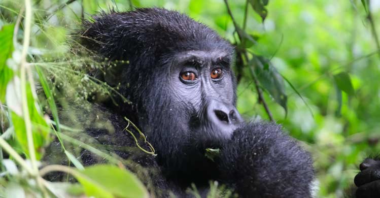 Frequently Asked Questions about Gorilla Trekking