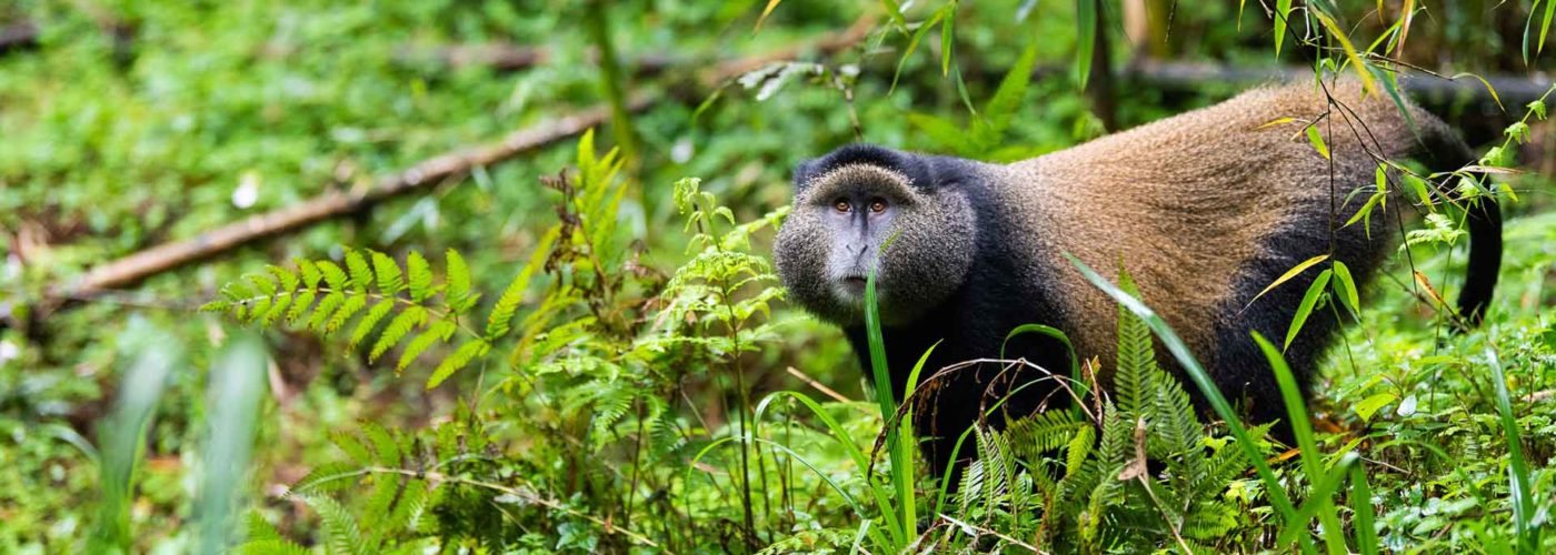 What to pack for Primate Safaris in Rwanda?