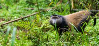 What to pack for Primate Safaris in Rwanda?