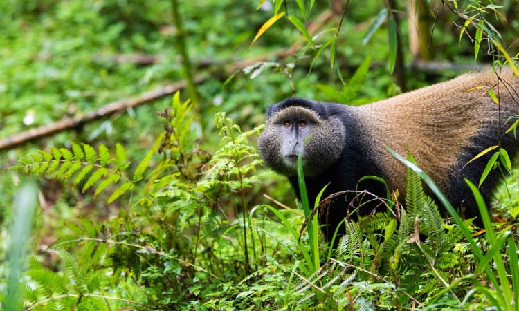 What to pack for Primate Safaris in Rwanda?
