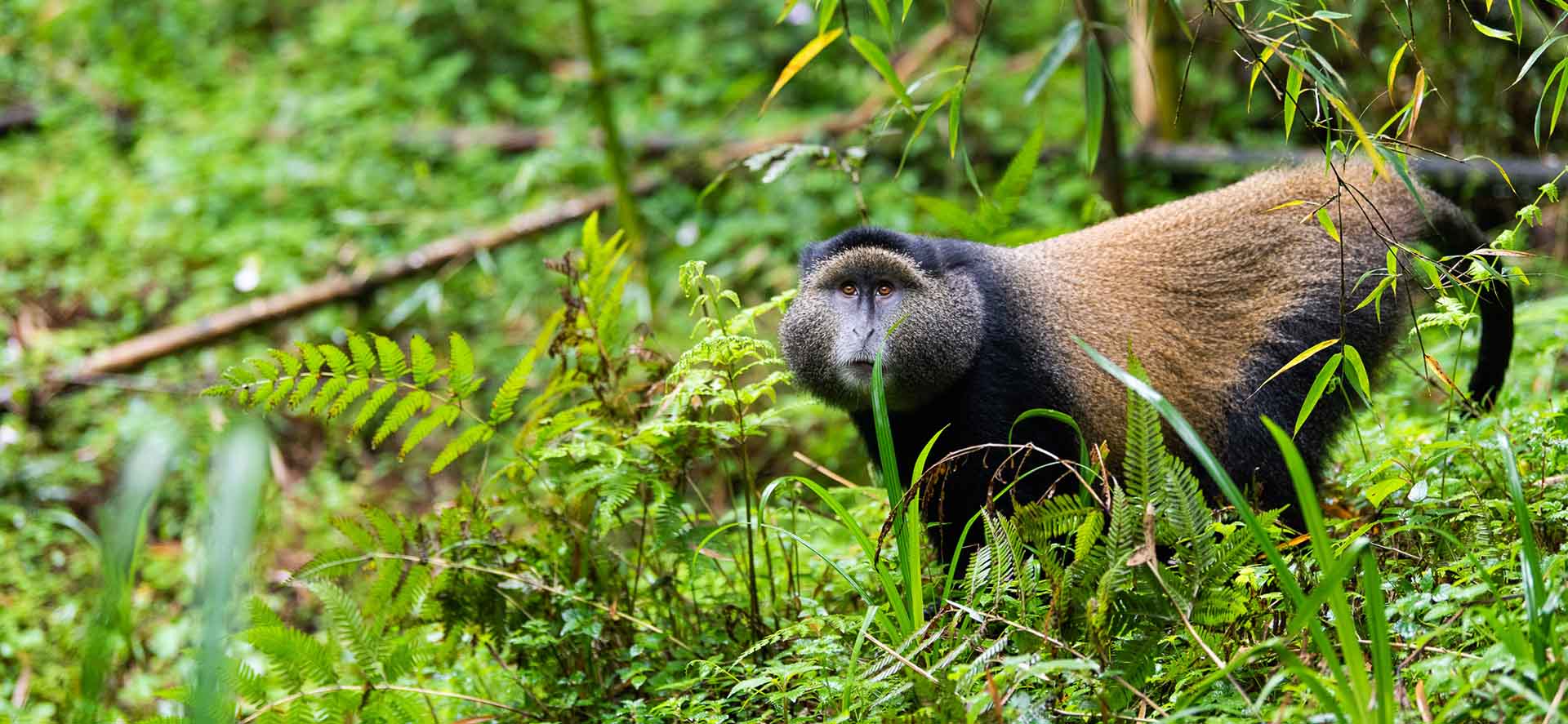 What to pack for Primate Safaris in Rwanda?