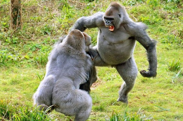 Is a Gorilla Stronger Than a Human?